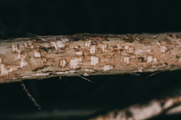 Жители Кандалакши нашли место заячьего пиршества