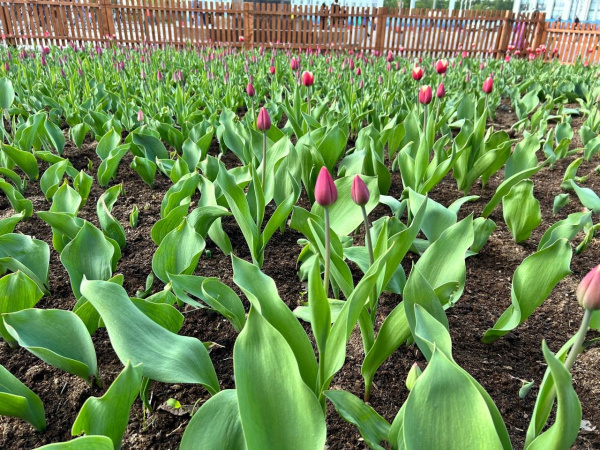 В Мурманске высаживают почти 15 тысяч «озимых» тюльпанов