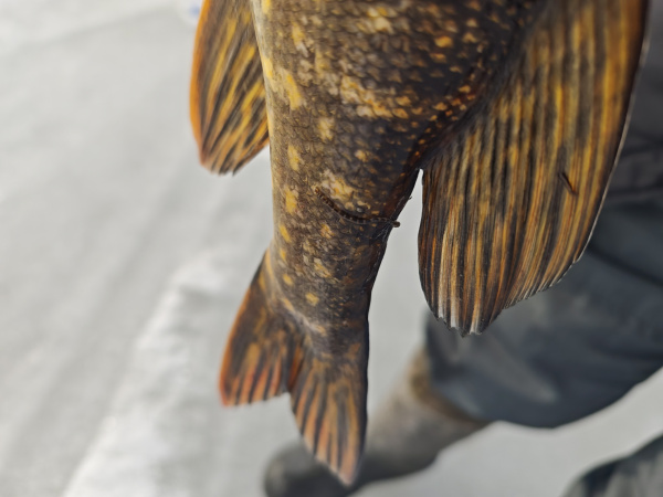 Житель Мурманской области поймал подозрительную щуку