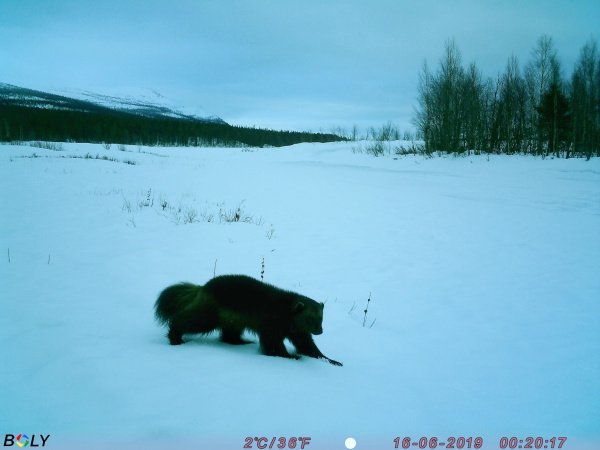 Сотрудникам Лапландского заповедника позируют норки, лисы и росомахи
