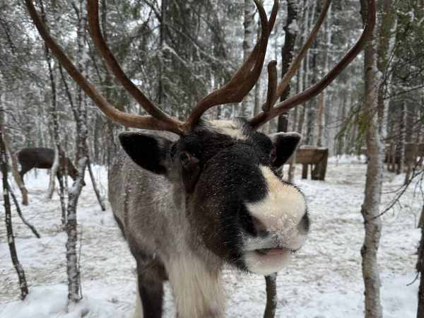 В Лапландском заповеднике заметили более 130 оленей