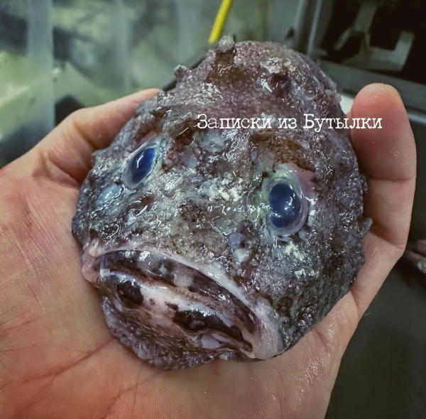 Блогер из Мурманска поймал в сети коттункулуса