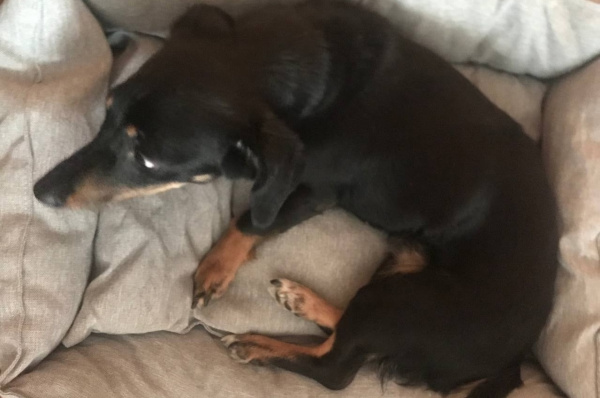 Житель Никеля присвоил себе чужую собаку