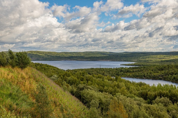 В Мурманской области восстановлено около 1,7 тыс. га леса
