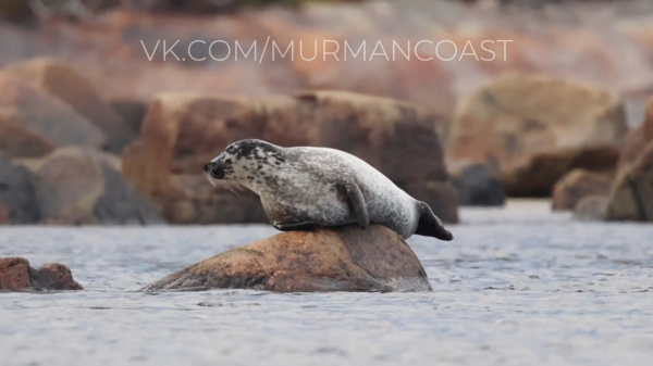 Фотограф из Мурманской области крупным планом запечатлел редкого тюленя