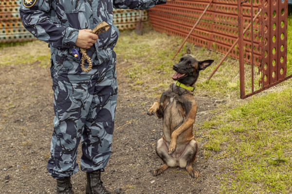 В Мурманской области выбрали имена для щенков полицейской кинологической службы
