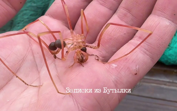 Рыбак из Мурманска выловил в море паука