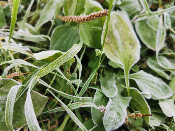 В отдельных районах Мурманской области пройдет мокрый снег
