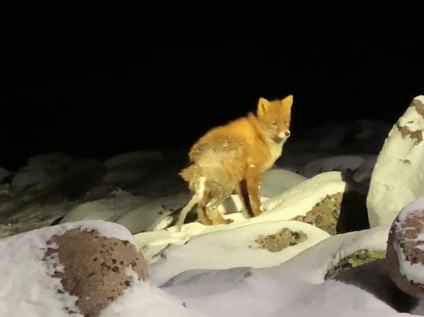 Деньги на спасение лисы из Териберки собрали за 4 минуты