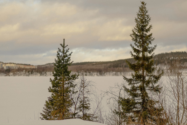 В Заполярье ужесточат контроль за незаконной рубкой ёлок