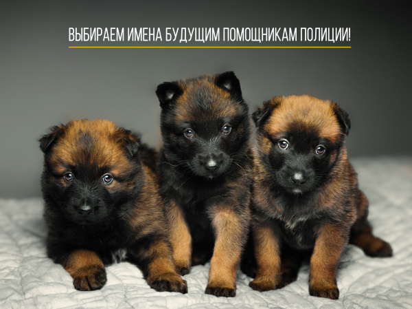 Жителям Мурманской области предлагают выбрать имена для служебных собак