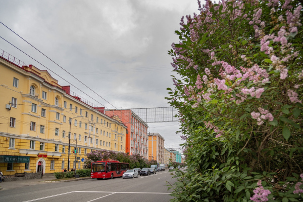 Мэр рассказал, что могло стать причиной гибели деревьев в центре Мурманска 