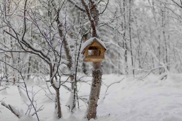 Сотрудники кировского ботанического сада рассказали, чем кормить птиц