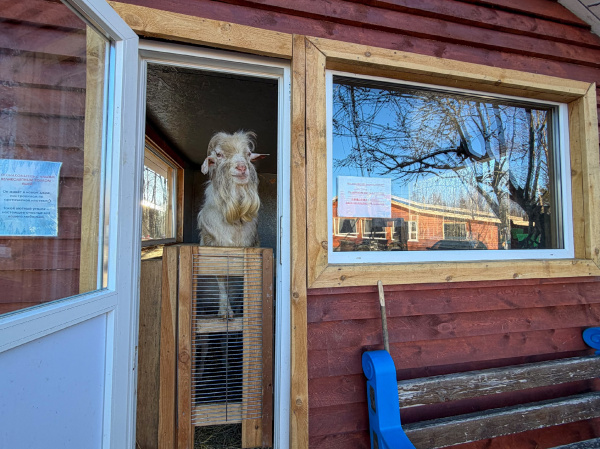В Мурманске козел получил дом по арктической ипотеке