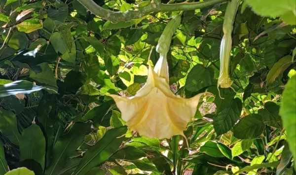 В Кировском ботаническом саду цветут ядовитые ангельские трубы