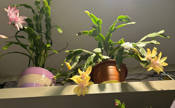 У жительницы Мурманска дома зацвели декабристы