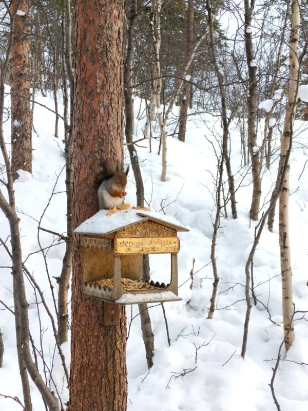 В Заполярье снег и ветер закружат метелью