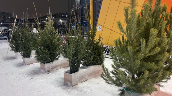 Жителям Мурманска рассказали, как правильно утилизировать елки