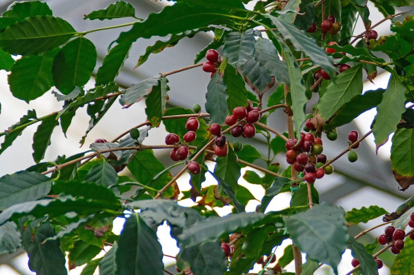  В Кировском ботаническом саду созревают кофейные плоды