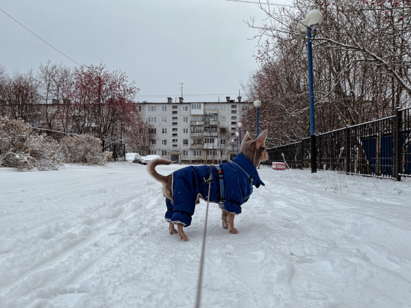 Эксперт рассказала, как защитить питомцев от стресса в новогодние праздники