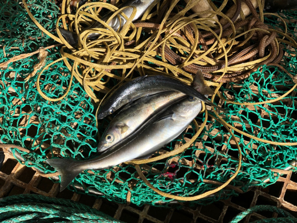 Росрыболовство собирает данные о планах перевозки рыбопродукции по Севморпути