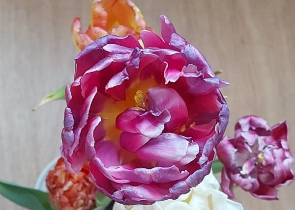 «Никите респект»: школьник из Апатитов вырастил дома тюльпаны