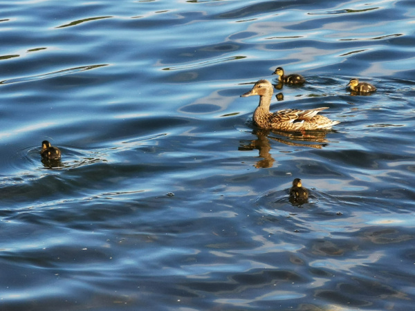 В Мурманске спасли замерзающих уток на улице Марата