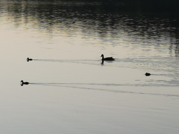 В Кандалакшский район вернулись гоголи