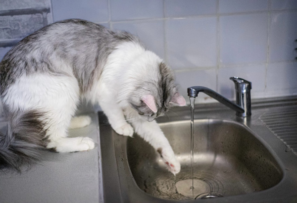 Известно, когда в домах Мурманска не будет горячей воды