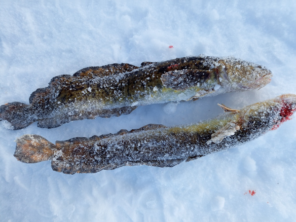 Жители Мурманска накормили ворон рыбой