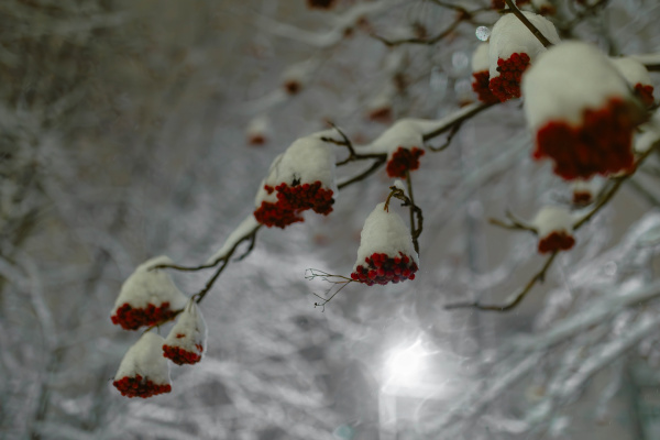 В Мурманской области сегодня будет скользко и ветрено