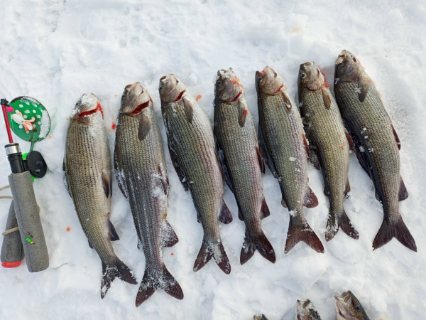 «Рукава по локти намочила, руки до крови ободрала»: жительница Мурманска о мартовской рыбалке