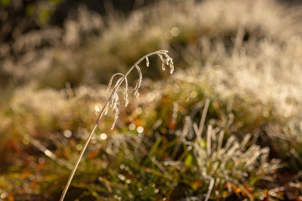В лесу в Полярных Зорях найти можно было не только грибы и ягоды