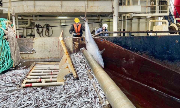 Россия рассчитывает на отмену норвежских санкций против рыбопромышленных компаний