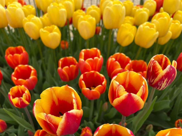 В Мурманске высадят более 121 тысячи цветов и усилят уборку улиц