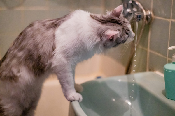 Не у всех жителей Мурманска в домах будет холодная вода
