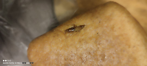  Хрустит, но не орешек: мурманчанке продали хлеб с усатым сюрпризом