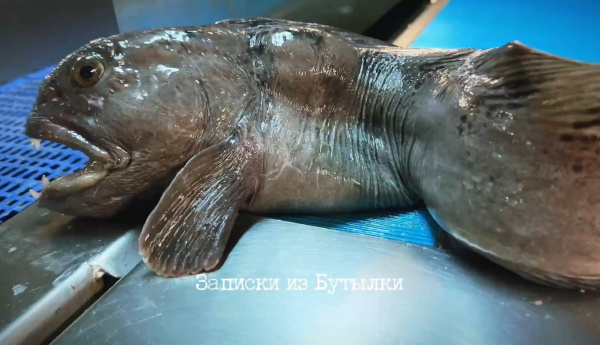 «Отрубите уже ей голову»: видео от мурманского блогера расстроило подписчиков