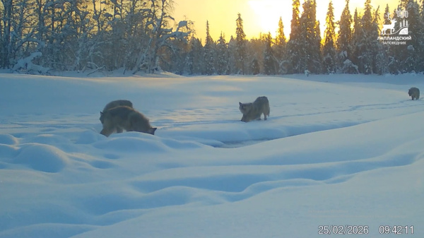 Сотрудники Лапландского заповедника показали стаю волков в соцсетях