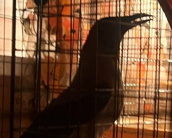 В Мурманске ворона ищет себе дом