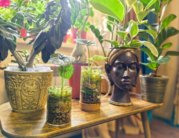 У жительницы Мурманска дома образовался ботанический сад