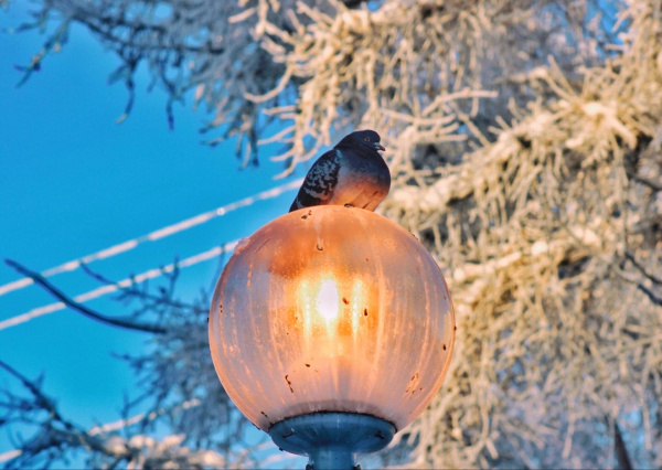 Сегодня на улицах Мурманска в дневное время будут гореть фонари
