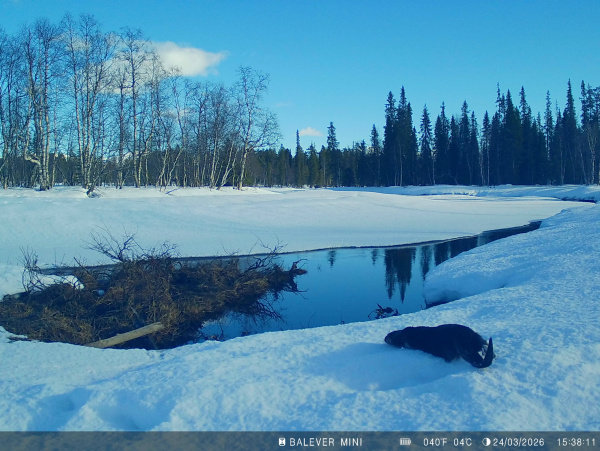 В Лапландском заповеднике выдры скользят на брюхе