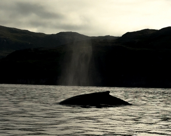 В Мурманской области утвердили правила наблюдения за китами и морскими птицами
