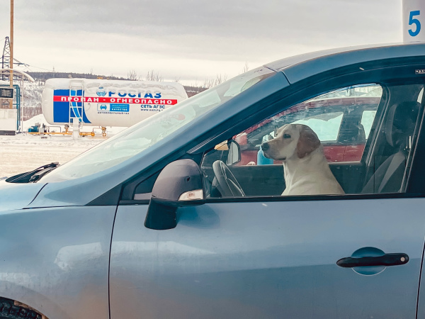 В Мурманской области стало больше автомобилей класса «люкс»